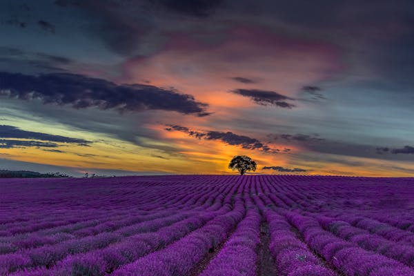 Campo de lavanda muy extenso.