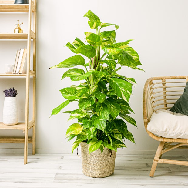 Top 5 plantas de interior. La imagen muestra una planta grande (Poto (Epipremnum aureum)) y saludable de color verde con hojas anchas en una maceta tejida. La planta está situada sobre un suelo de madera clara frente a una pared blanca, y hay muebles alrededor, incluyendo una estantería de madera con libros y objetos decorativos, y parte de una silla de ratán con un cojín.