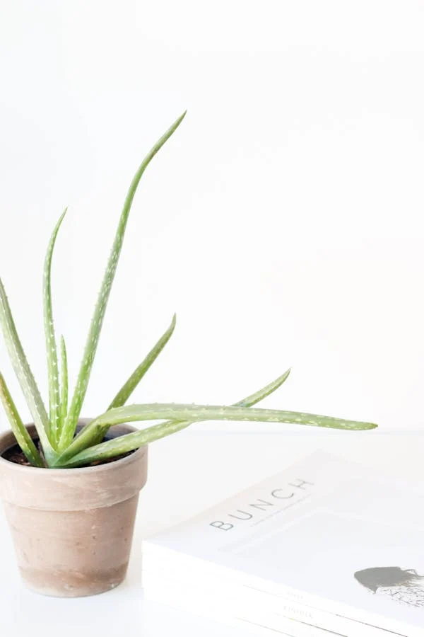 La imagen muestra una planta en maceta con hojas largas y puntiagudas de color verde sobre una superficie blanca, junto a un libro con el título “BUILD” visible en su portada. La planta parece ser un Aloe Vera (Aloe barbadensis miller), conocido por sus propiedades medicinales y su uso en el cuidado de la piel. La simplicidad de la composición y el contraste entre la forma orgánica de la planta y la forma geométrica del libro hacen que esta imagen sea visualmente atractiva.