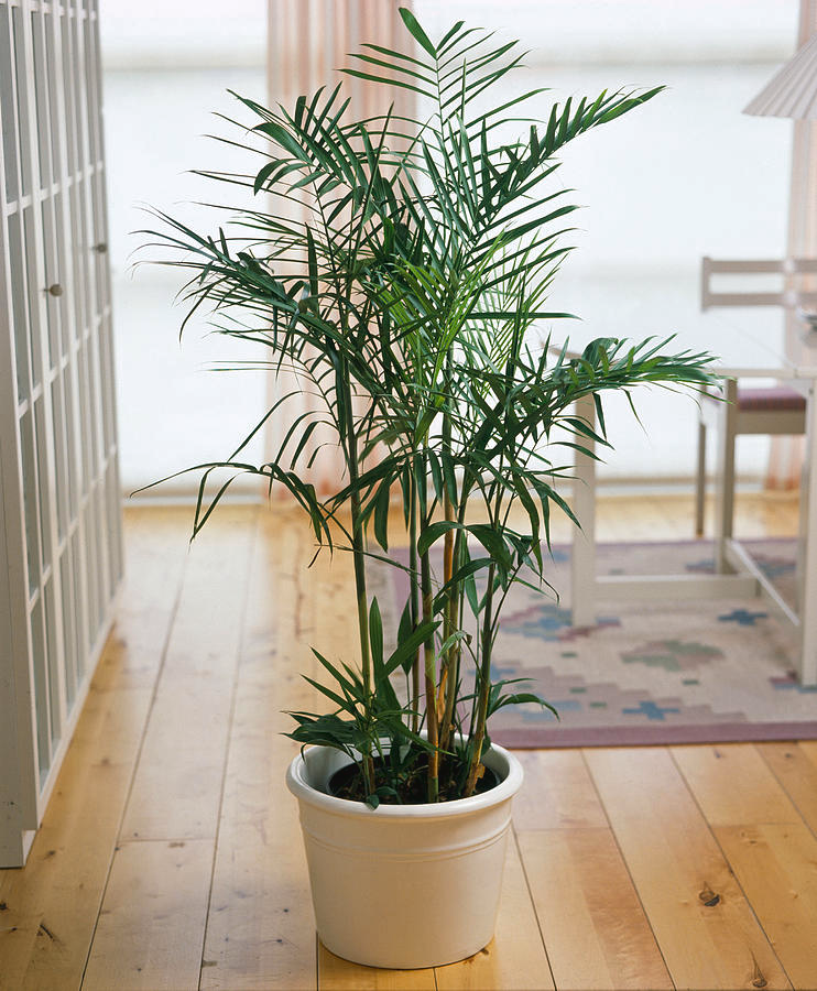 La imagen muestra una planta en maceta con hojas largas y delgadas que se asemejan a las frondas de una palmera (Palmera de Bambú (Chamaedorea seifrizii)). La planta está situada en el interior sobre un suelo de madera. La maceta es de color blanco y la planta parece saludable y bien cuidada. Detrás de la planta, se vislumbra parte de un mobiliario, lo que sugiere que se encuentra en un espacio habitable. La luz natural que entra por la ventana ilumina la habitación y la planta, creando una atmósfera acogedora. 