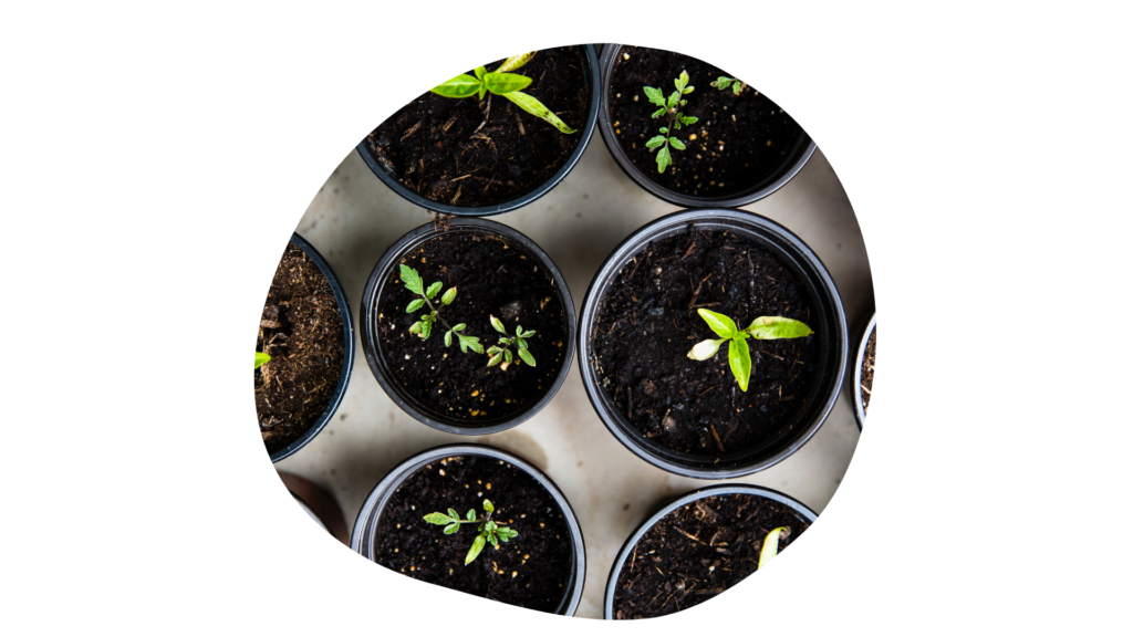 Varias plantas puestas en macetas colocadas sobre una mesa, simbolizando el desarrollo de la naturaleza en un entorno controlado.